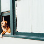 window dog